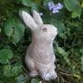 Garden rabbit Image 2