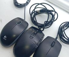 mice