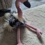 Rare and Retired Romanda Ostrich Jellycat Image 3