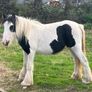 Yearlings Image 3
