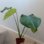 Monstera Image 2