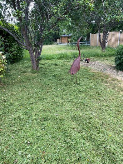 Grass Cutting & Garden Maintenance