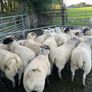 Hogget ewes 40 Image 4