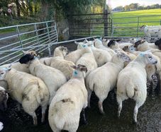 Hogget ewe