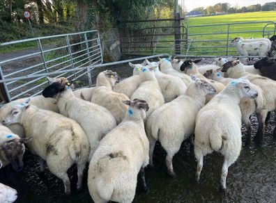 Hogget ewe