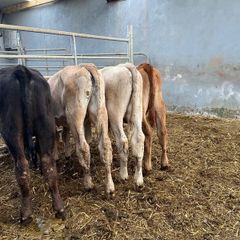 Bull Runners