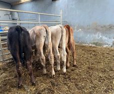 Bull Runners