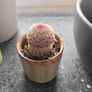 cacti Image 4