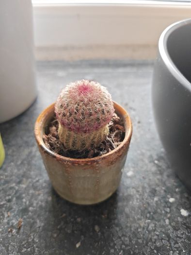 cacti