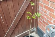 ash tree