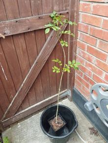 ash tree