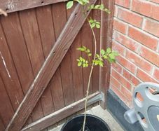 ash tree