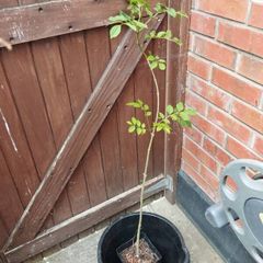 ash tree