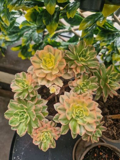 succulents