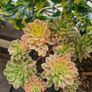 Plants bundle. Image 8