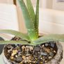 aloe vera Image 2