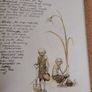 Vintage 1979 Faeries Book - Alan Lee Cover Variant (Pan Books First Printing) Image 10
