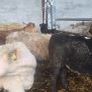 Weanling hefiers Image 2