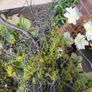 New 120cm length rustic twig and moss garland Image 6