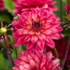 'Ocean of Love' Dahlia