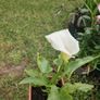 Plant Image 2