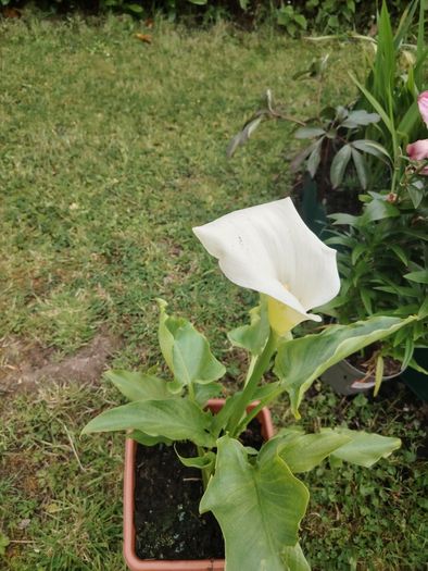 Plant