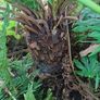 Dicksonia Antartica tree fern 2ft trunk Image 3