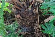 2ft dicksonia Antartica tree fern