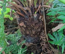 2ft dicksonia Antartica tree fern