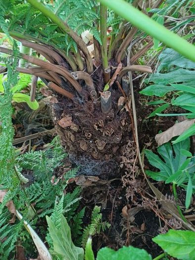 2ft dicksonia Antartica tree fern