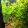 trigon 350l juwel fish tank Image 5