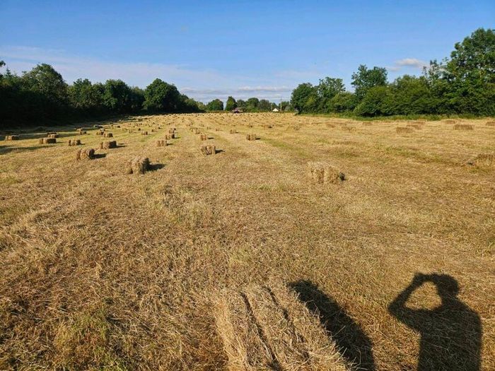 Small square bales of hay