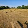 Small square bales of hay Image 3