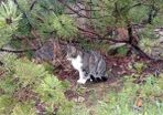 Female cat