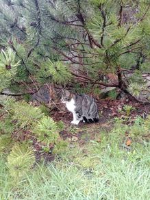 Female cat