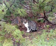 Female cat