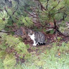 Female cat