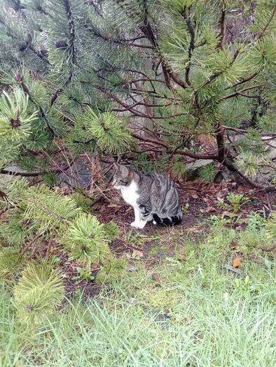 Female cat