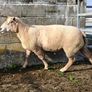 Charlaois rams Image 3