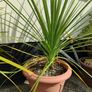 Palm tree Image 3