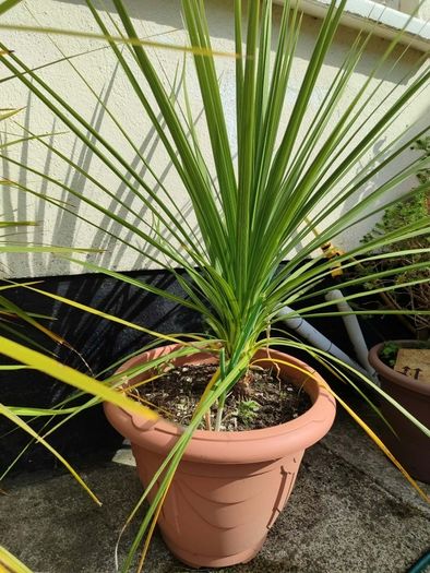 Palm tree