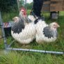 Rainbow hen hatching eggs Image 2