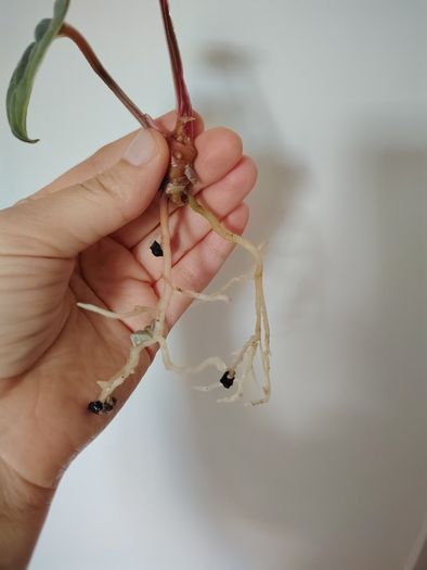 Anthurium Luxurians