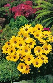(D) Cape Marigold Yellow seeds 0.5g