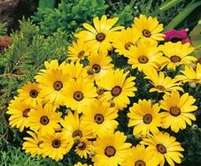 (D) Cape Marigold Yellow seeds 0.5g