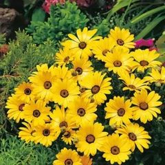 (D) Cape Marigold Yellow seeds 0.5g