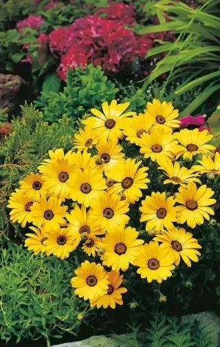 (D) Cape Marigold Yellow seeds 0.5g