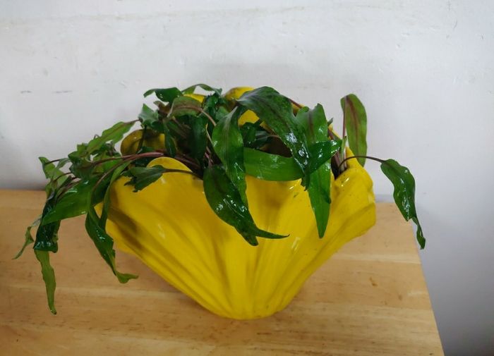 Aquarium plants Cryptocoryne wendtii