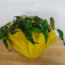 Aquarium plants Cryptocoryne wendtii Image 7