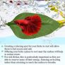 betta leaf Image 2